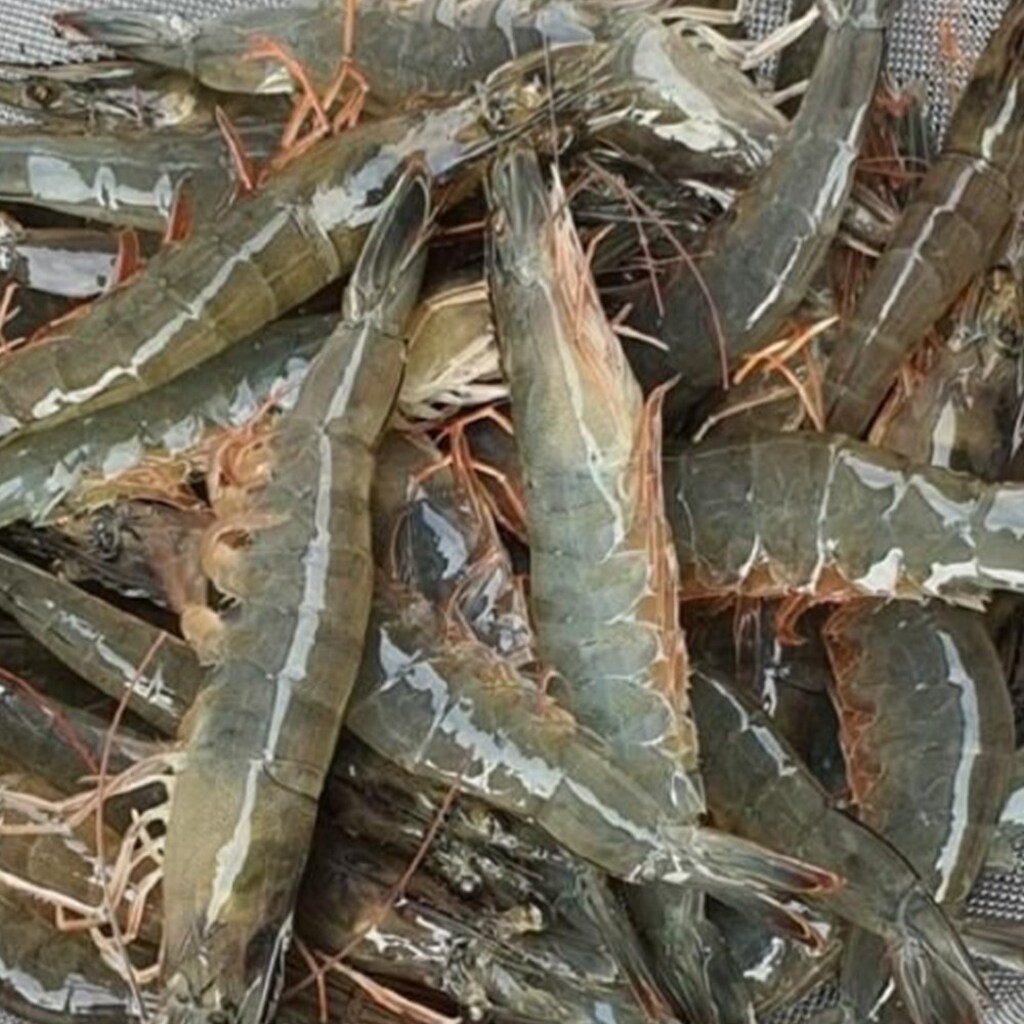 국내산 흰다리새우 1kg(30미내외) 제철 세척 신안군 활급냉새우 대표 이미지