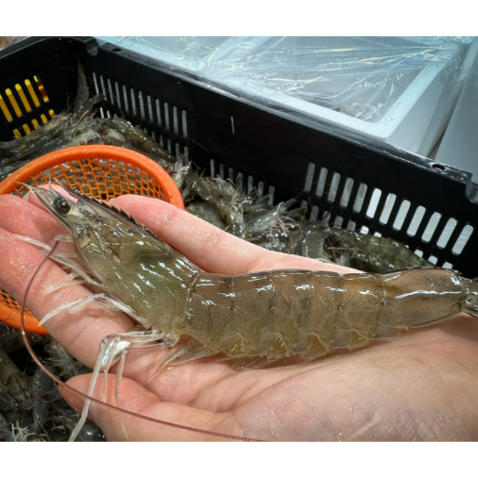 국산 제철 흰다리 새우 1kg 급냉 왕새우 대표 이미지