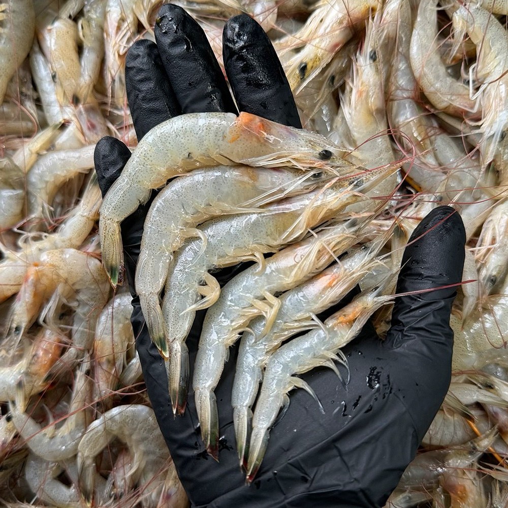국산 신선급냉 냉동 새우 중하새우 생새우 특품, 1개, 2kg 대표 이미지