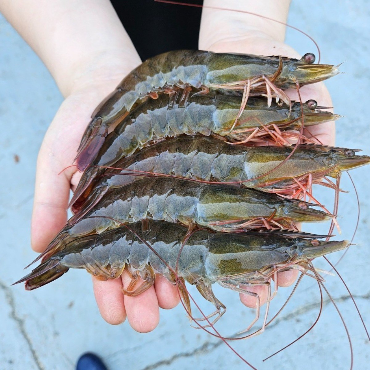 [온누리점빵] 국산 산지직송 활새우 1kg (35미 내외) 횟감용 흰다리새우 신선 당일출고 무료배송, 1개, 1kg 대표 이미지