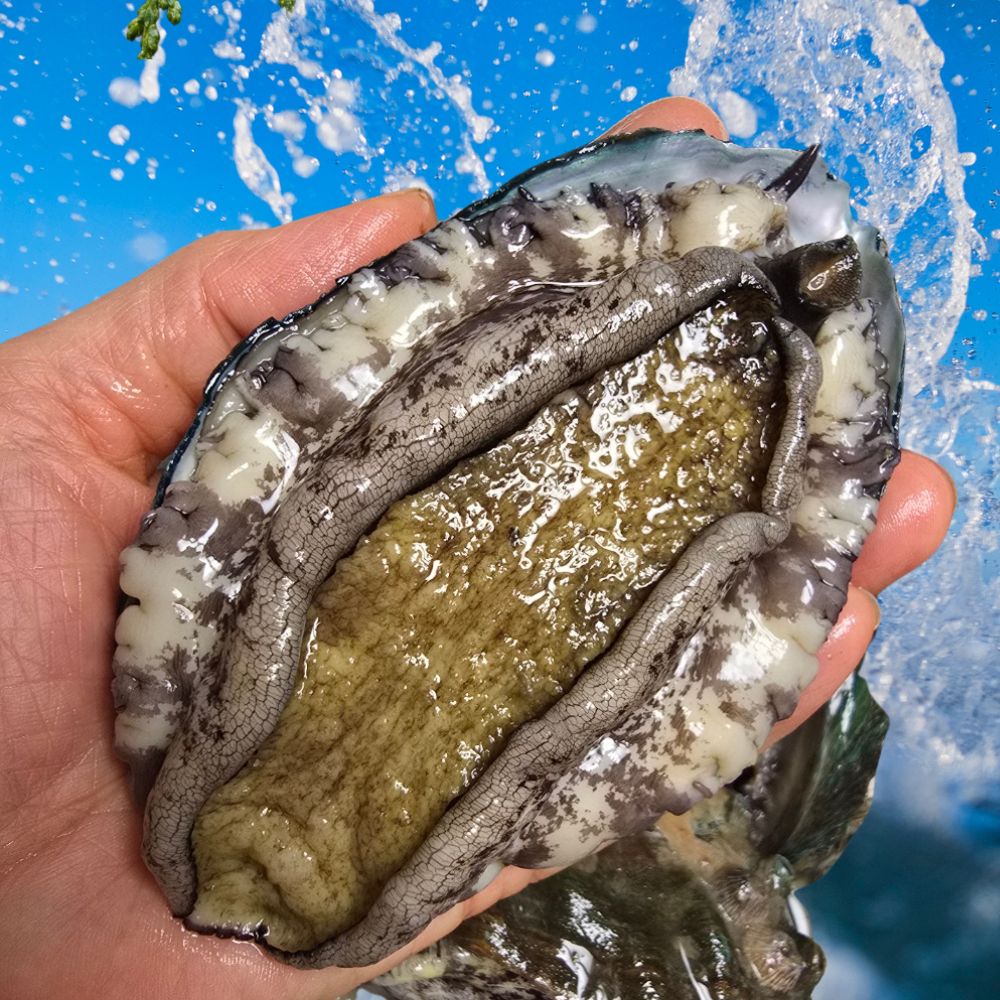 친절한이서방 왕특대 활전복 완도 전복 직거래, 1박스, (대) 8-9미 500g 대표 이미지