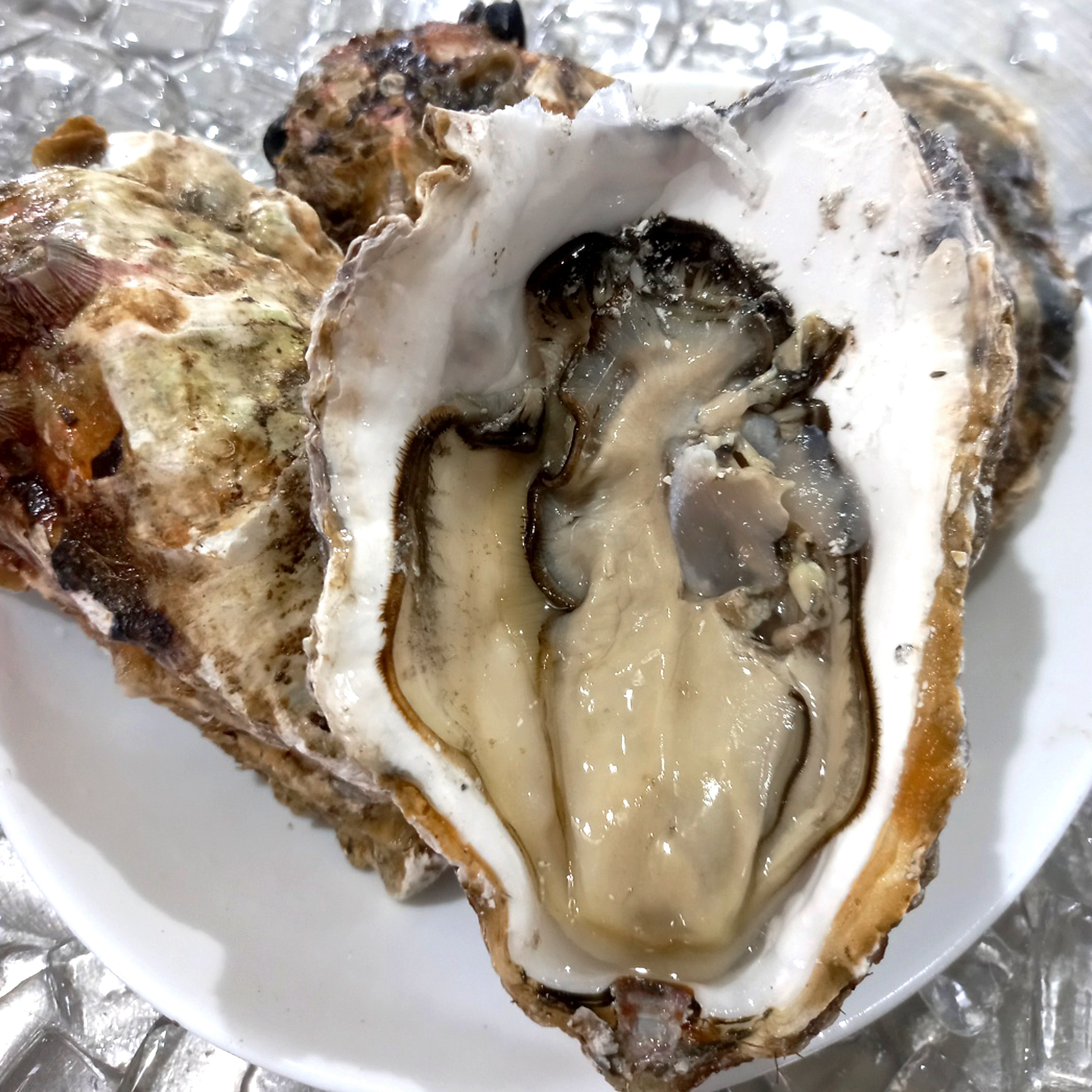 [싱싱냠냠] 프리미엄 삼배체굴 대왕굴 통영생굴 석화굴 바위굴, 1박스, 4kg(8-12미) 대표 이미지