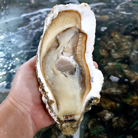 산지직송 통영 삼배체굴 대왕 개체굴 석화, 1개, 삼배체굴 2kg(실중량) 대표 이미지