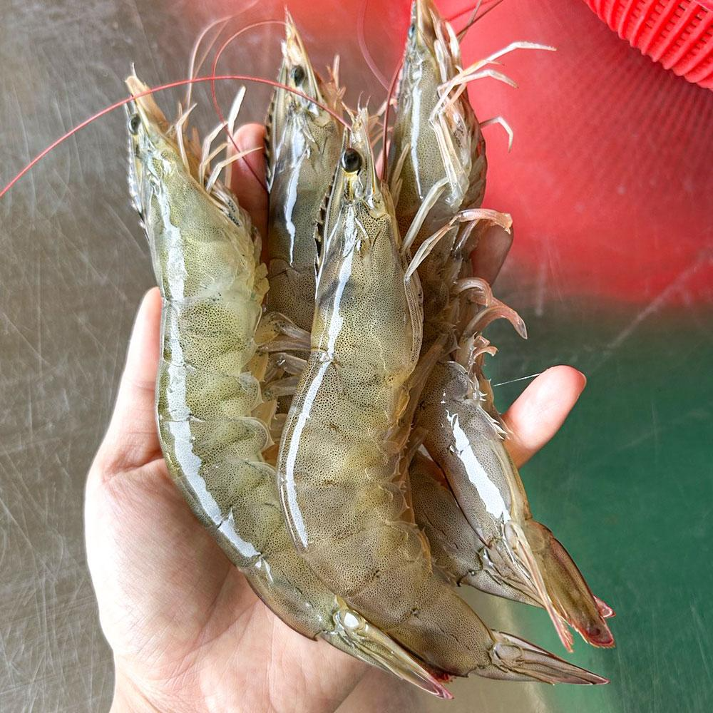 [파시] 국내산 급냉 흰다리새우 냉동새우 1kg (26~30미), 1개, 특왕새우 1kg(26-30미) 대표 이미지