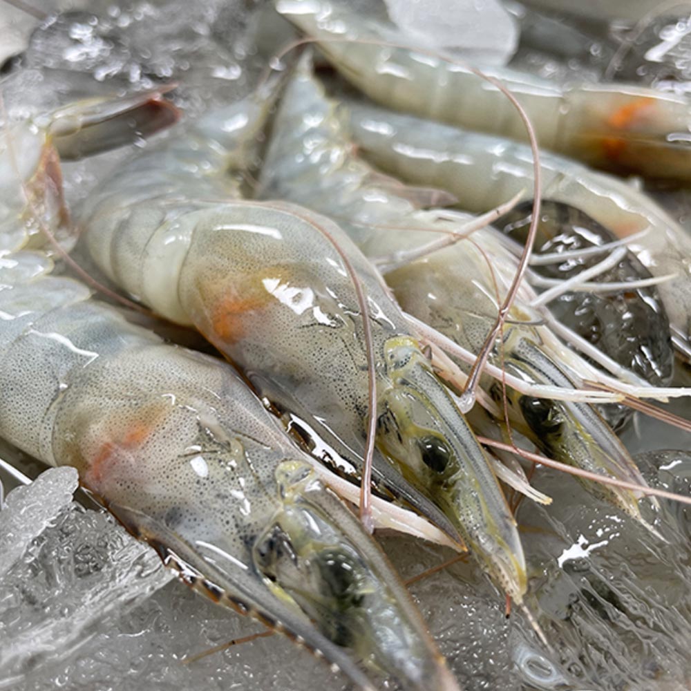 산지직송 국산 흰다리새우 생물 1kg 생새우, 1박스, 1kg 대표 이미지