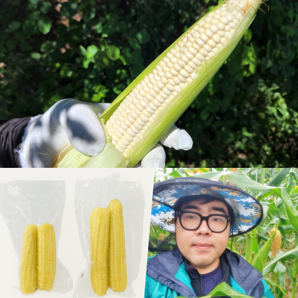 [100%당일수확]강원도 홍천 미백 찰옥수수 삶은 냉동 강산농원 대표 이미지